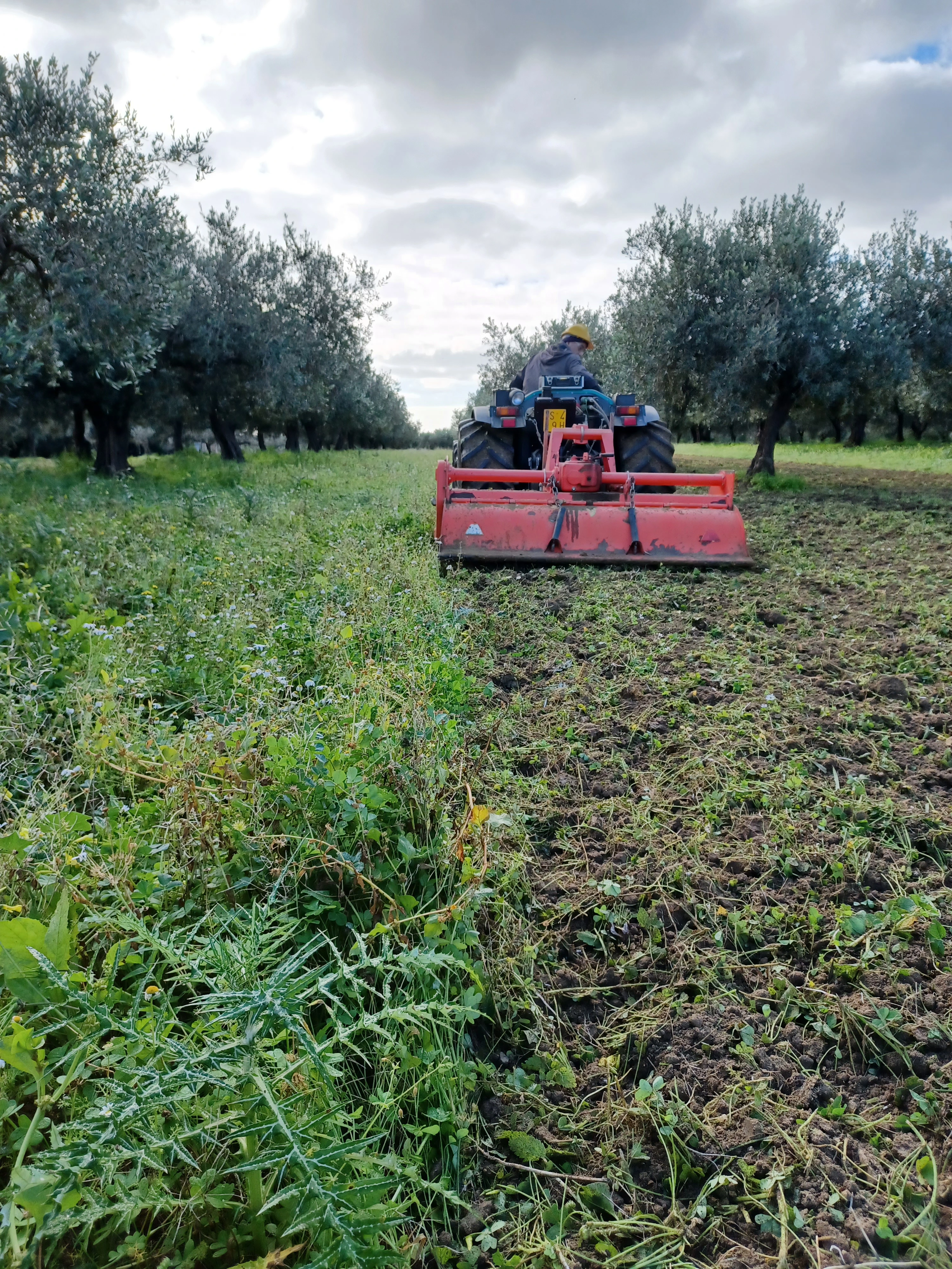 Raccolta olive Tenuta Ducale