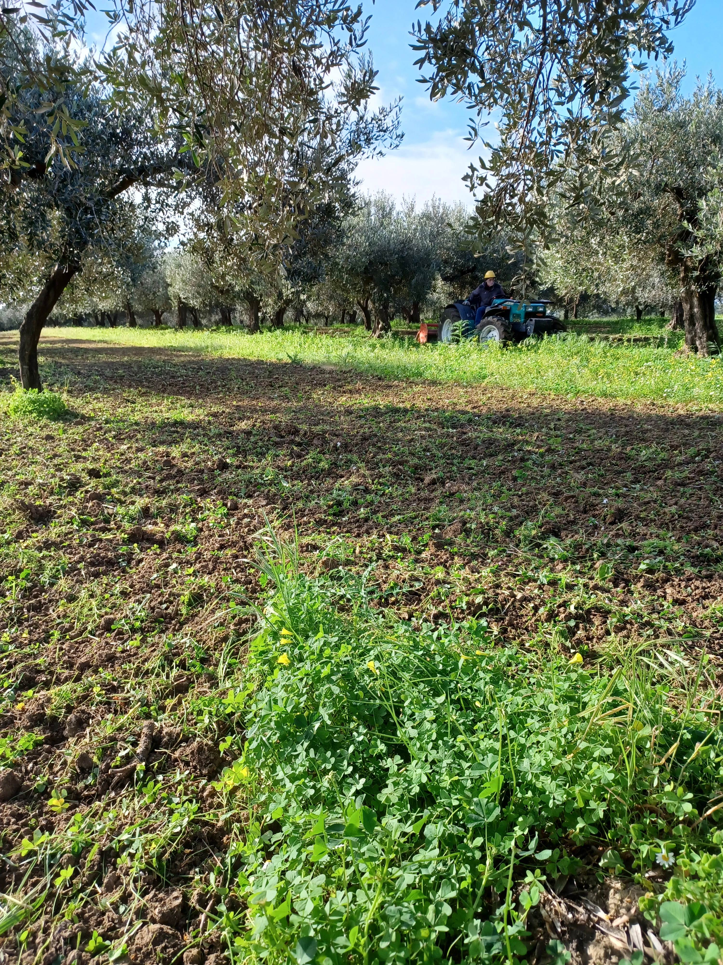 Lavorazione delle olive