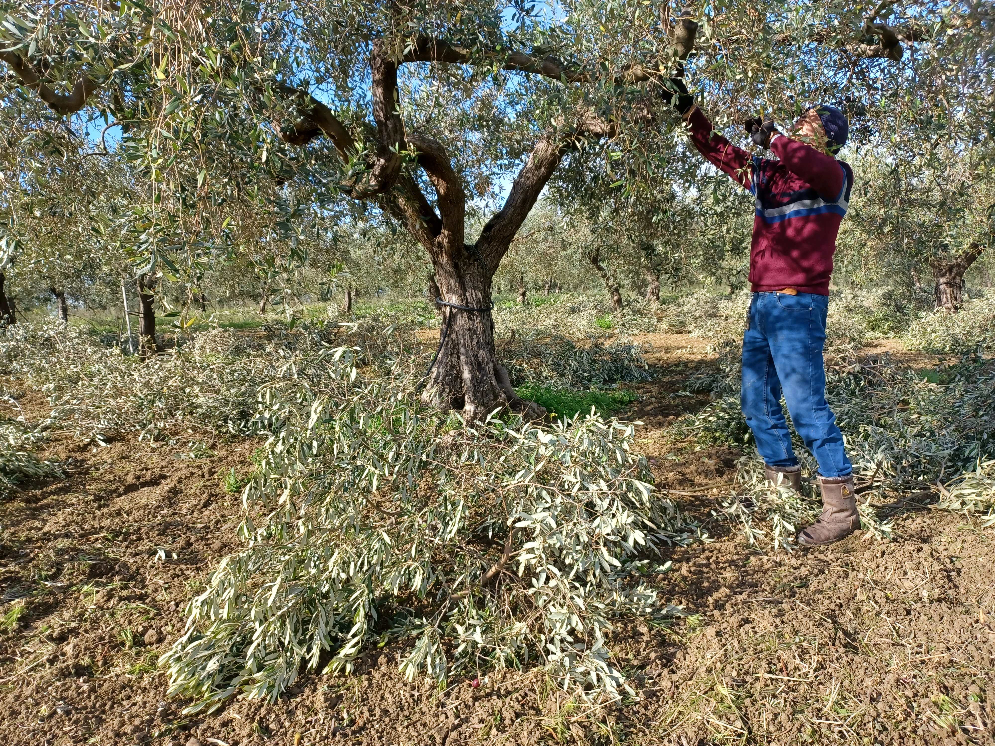 Frantoio Tenuta Ducale