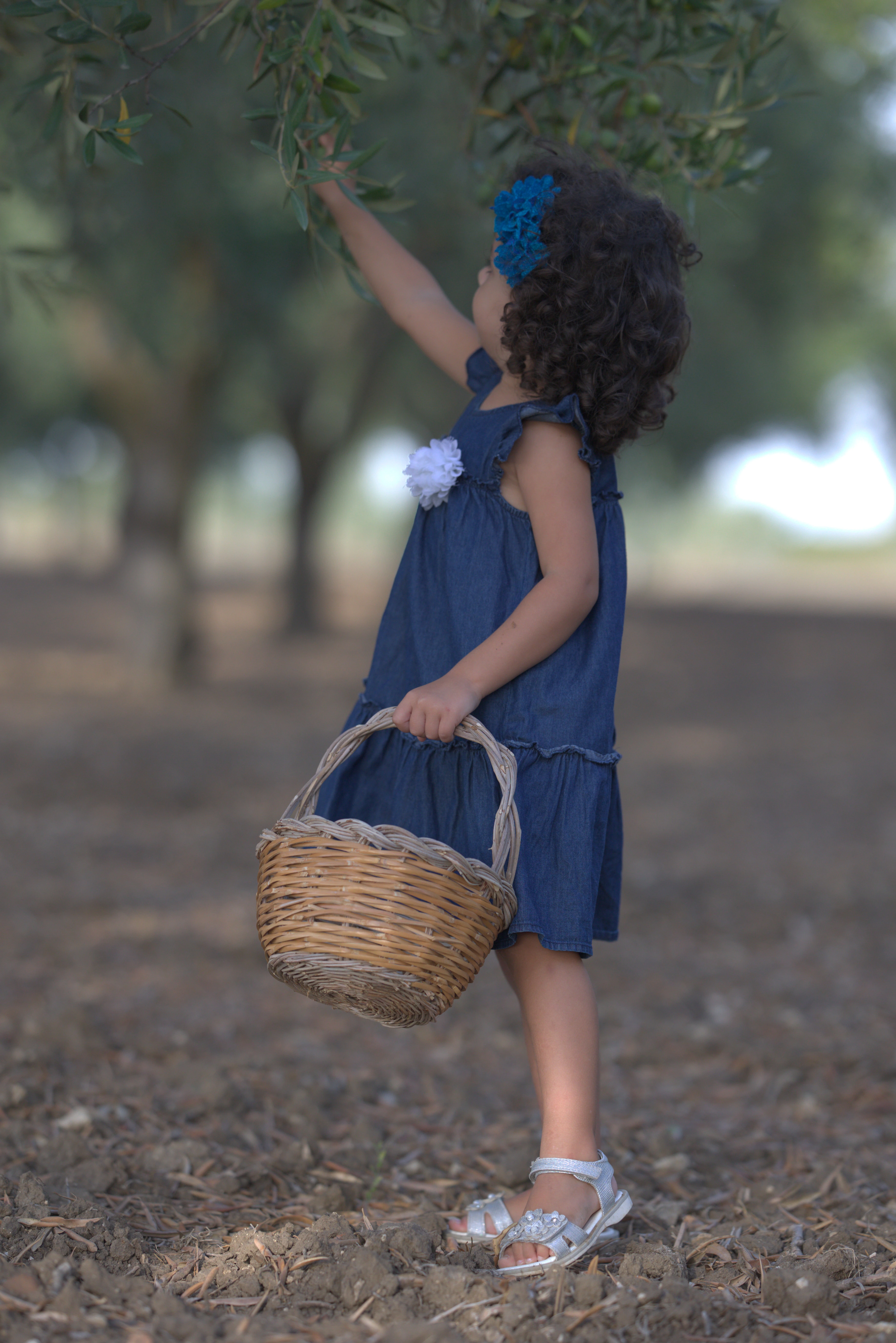 Dettaglio dell'uliveto siciliano