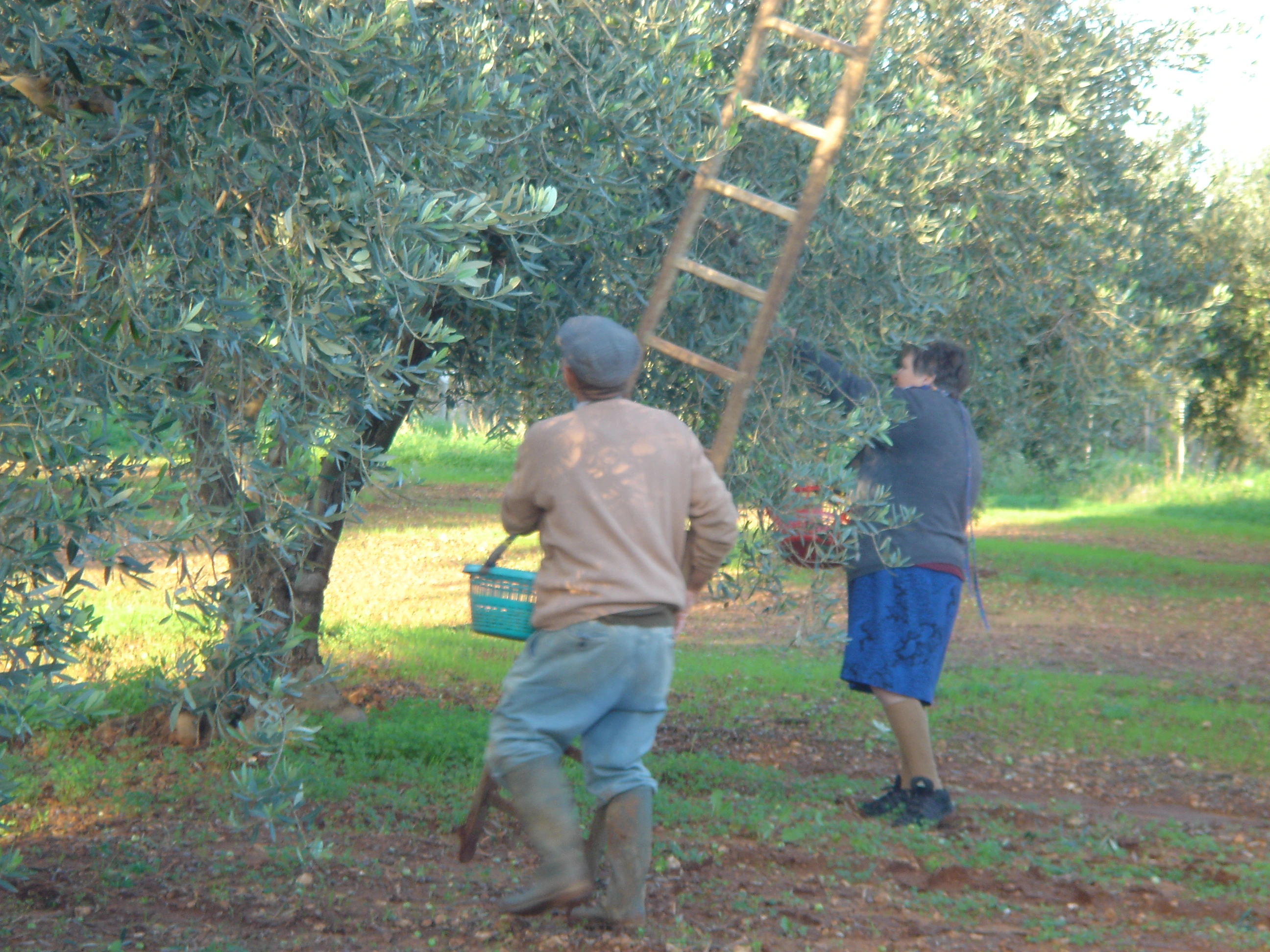 Produzione artigianale dell'olio