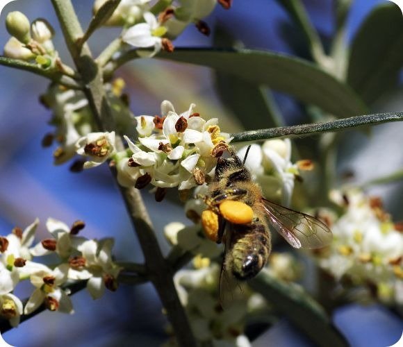 Ape sulla zagara dell'olivo